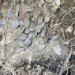 tesoretto di suese 3