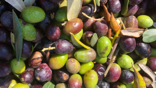 Arriva l’olio nuovo 2023! Ecco dove trovarlo