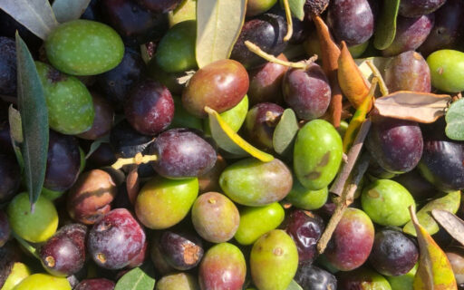 Arriva l’olio nuovo 2023! Ecco dove trovarlo