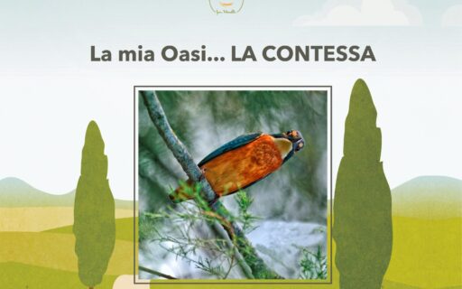 La mia Oasi... La Contessa