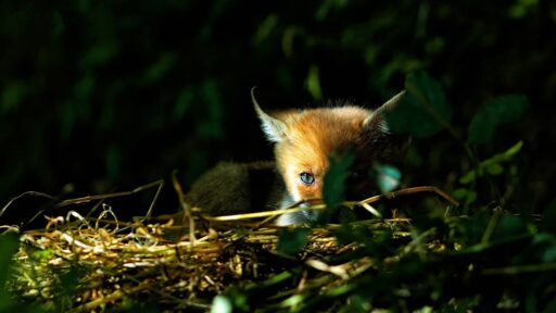 fotografia naturalistica 4