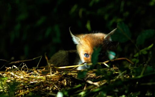 fotografia naturalistica 4