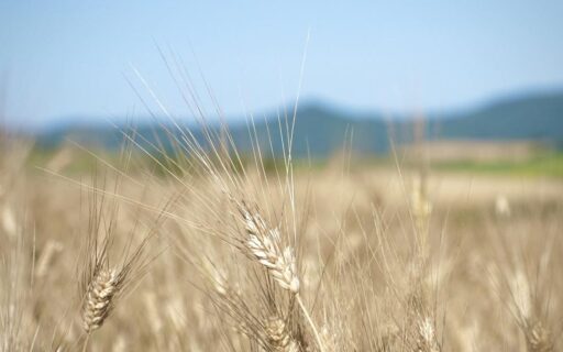 La filiera del grano nelle terre pisano livornesi