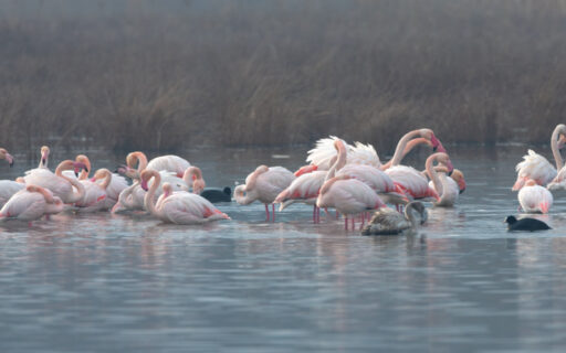 L’Oasi della Contessa e i Fenicotteri Rosa