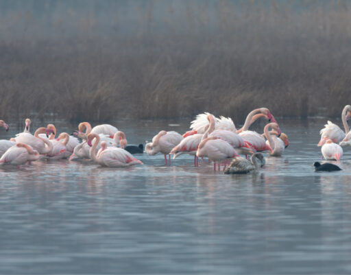 L’Oasi della Contessa e i Fenicotteri Rosa
