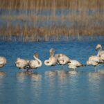30 marzo: visita guidata con Gaia all’Oasi della Contessa