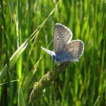 tra farfalle e fioriture