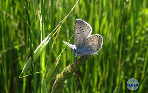 tra farfalle e fioriture