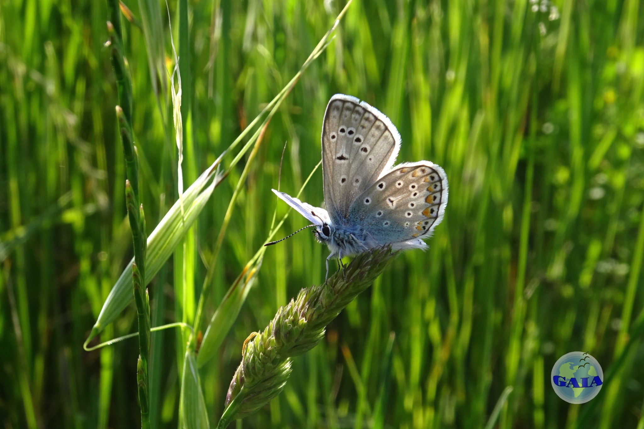 tra farfalle e fioriture