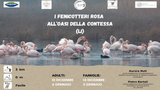 I Fenicotteri Rosa all’Oasi della Contessa – Nuove date