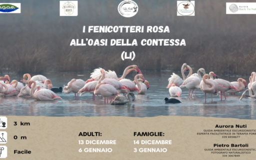 I Fenicotteri Rosa all’Oasi della Contessa – Nuove date